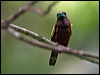 banded_broadbill_57105
