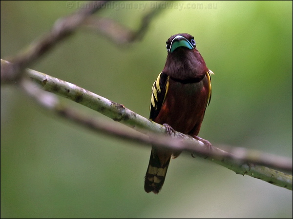 Banded Broadbill banded_broadbill_57105.psd