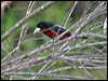 blackandredbroadbill_48961