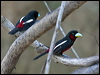 blackandredbroadbill_48965