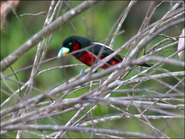 Black and Red Broadbill blackandredbroadbill_48961.psd