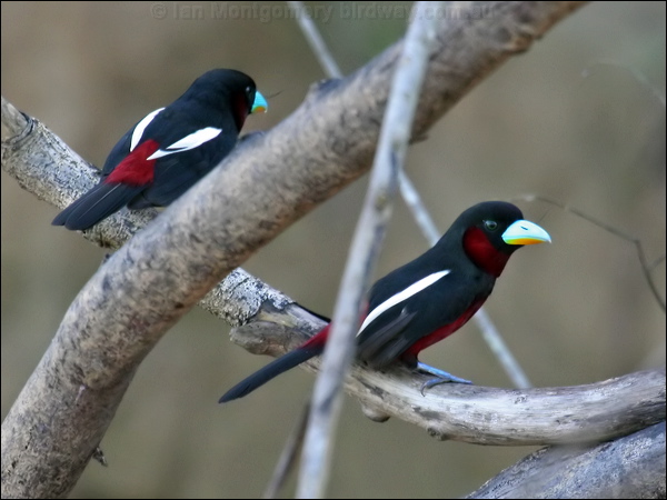 Black and Red Broadbill blackandredbroadbill_48965.psd