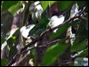 green_broadbill_50381