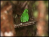 green_broadbill_56928