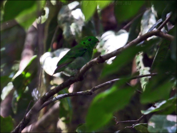 Green Broadbill green_broadbill_50381.psd