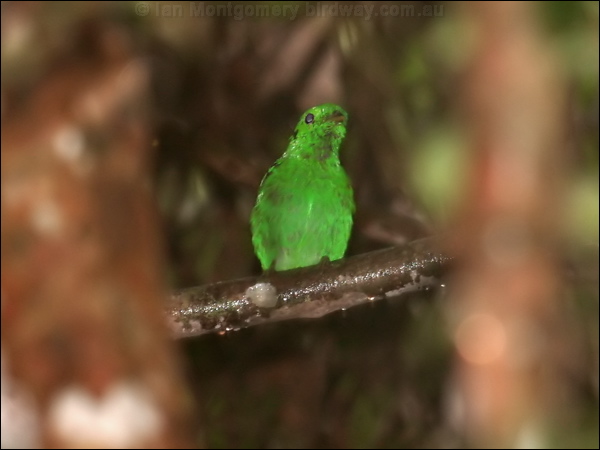 Green Broadbill green_broadbill_56928.psd