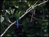longtailedbroadbill_55993