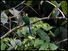 longtailedbroadbill_56134