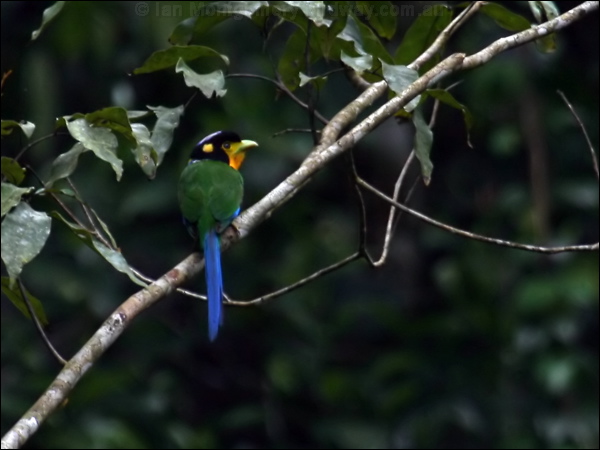 Long-tailed Broadbill longtailedbroadbill_55993.psd