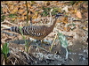 sunbittern_203368
