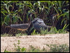sunbittern_205327