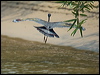sunbittern_205409