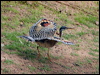 sunbittern_206435