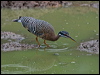 sunbittern_206468