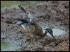 sunbittern_206483