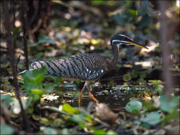 Sunbittern sunbittern_203029.psd