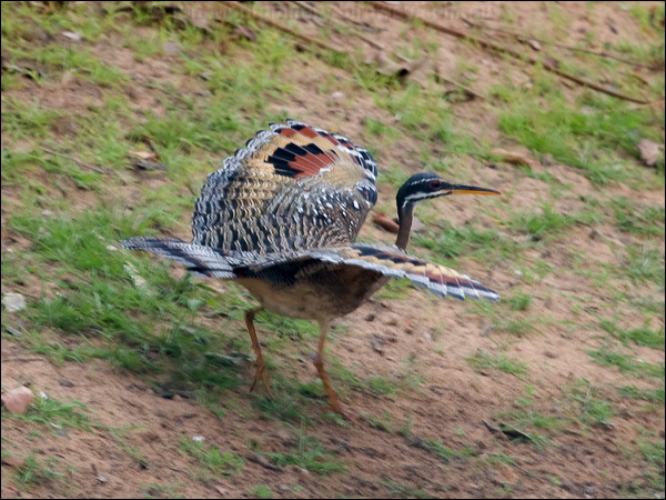 Sunbittern sunbittern_206435.psd