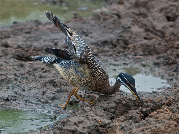 Sunbittern sunbittern_206483.psd