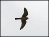 american_kestrel_67981