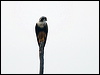 aplomado_falcon_203461