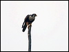 aplomado_falcon_203462