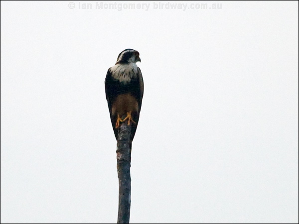 Aplomado Falcon aplomado_falcon_203461.psd