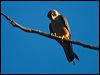 australianhobby_104673