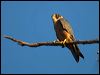 australianhobby_104686
