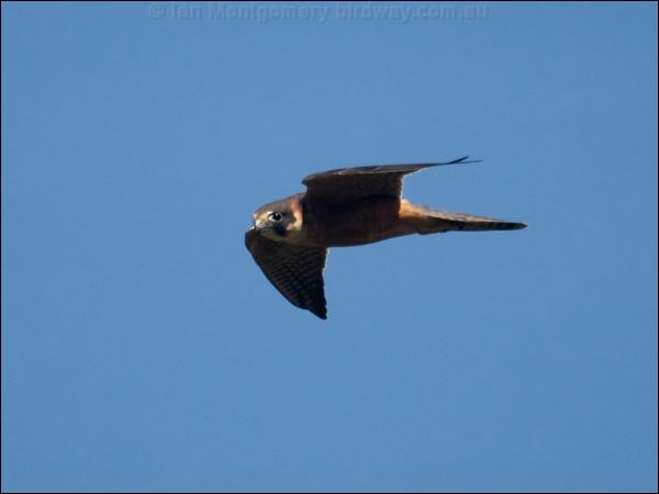 Australian Hobby australian_hobby_104902.psd