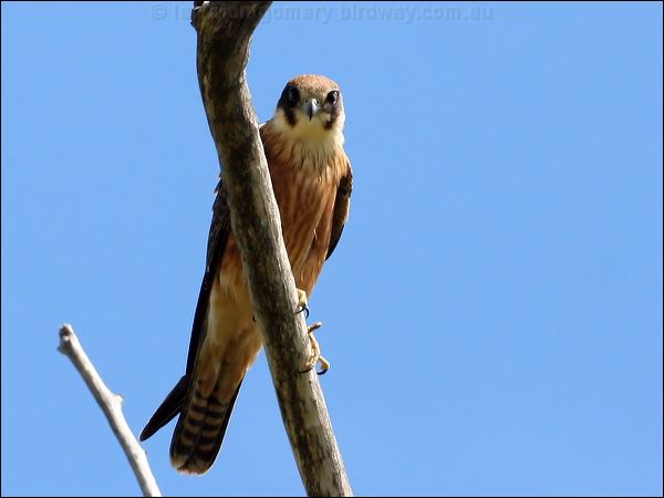 Australian Hobby australian_hobby_48380.psd