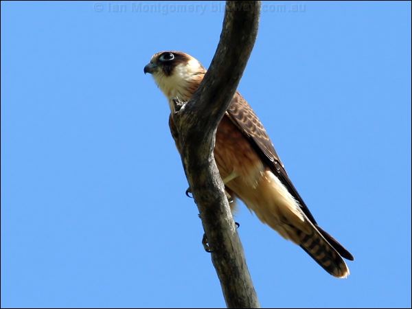 Australian Hobby australian_hobby_48388.psd