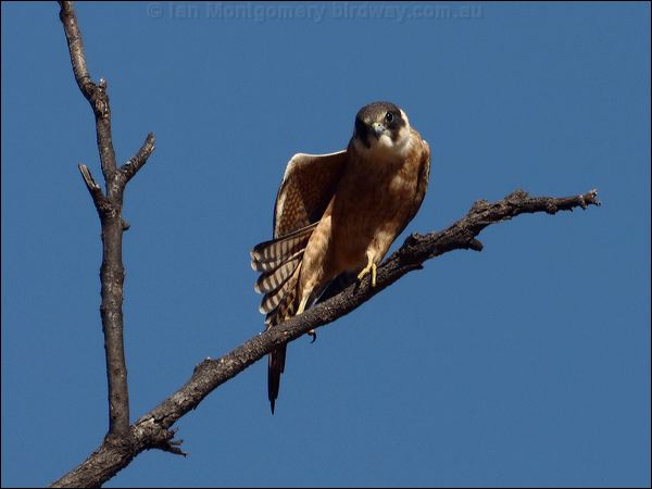 Australian Hobby australian_hobby_90812.psd