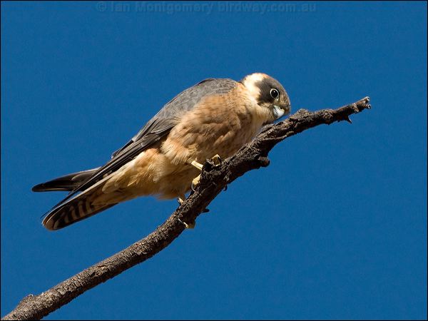 Australian Hobby australian_hobby_90828.psd