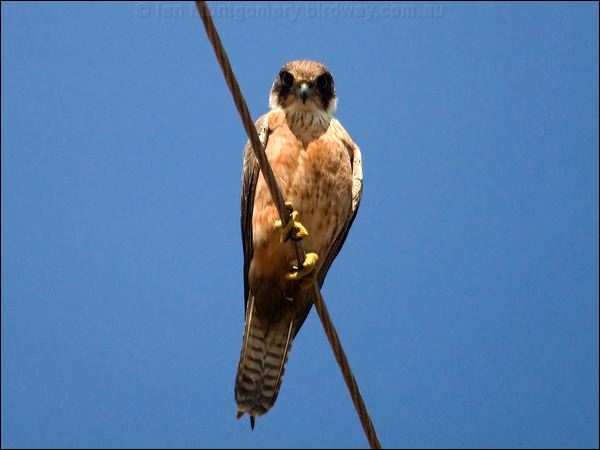 Australian Hobby australian_hobby_91266.psd