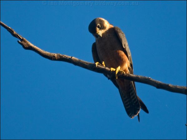 Australian Hobby australianhobby_104673.psd