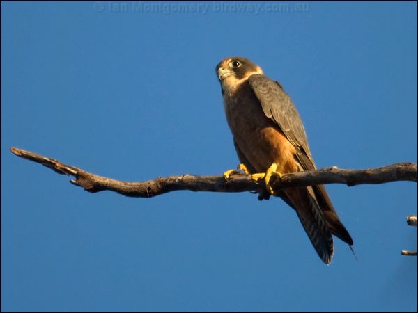 Australian Hobby australianhobby_104686.psd