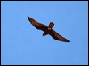 black_falcon_41683