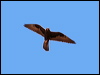 black_falcon_41691