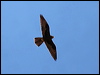 black_falcon_41695
