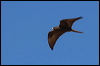 black_falcon_rw7454
