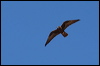 black_falcon_rw7456