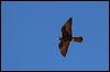 black_falcon_rw7458