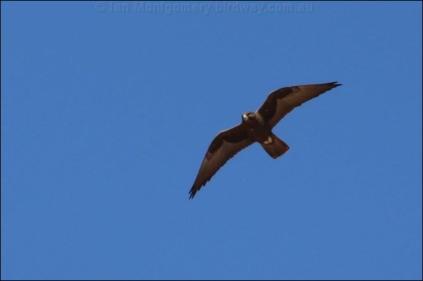 Black Falcon black_falcon_rw7456.jpg