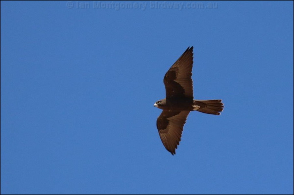 Black Falcon black_falcon_rw7458.jpg