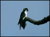 blackthigh_falconet_06654