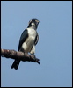 blackthigh_falconet_06659