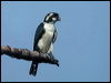 blackthigh_falconet_06661