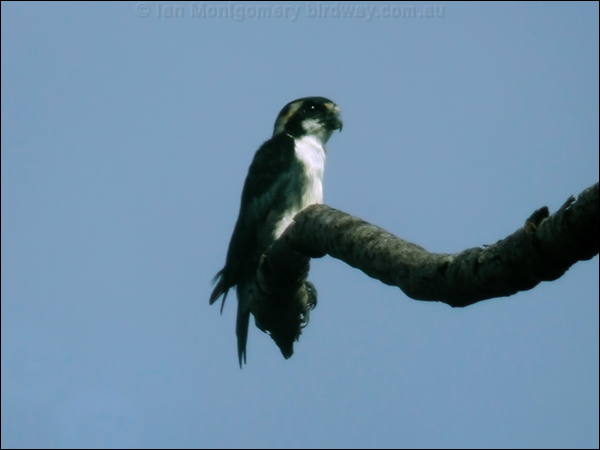 Black-thighed Falconet blackthigh_falconet_06654.psd
