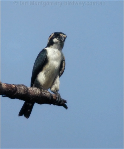 Black-thighed Falconet blackthigh_falconet_06659.psd