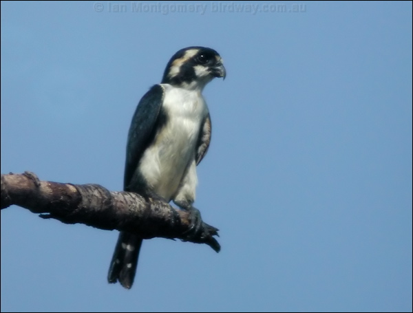 Black-thighed Falconet blackthigh_falconet_06661.psd